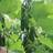 Thompson & Morgan Cucumber Nimrod 1 Seed Packet (4 Seeds) One Size