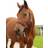 Kerbl Nylonhalfter Hippo, Cob