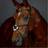 Collegiate Comfitec Opulux Plain Padded Grackle Bridle