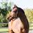 Horze Fremont Leather Halter - Brown