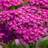 Thompson & Morgan Achillea Millefolium Lilac Beauty 1 Litre Potted Plants x 2