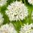 Thompson & Morgan Spring Flowering Allium Graceful Beauty 96 Bulbs One Size