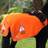Shires Equi-Flector Mesh Exercise Sheet Orange 54&quot