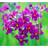 Primula Beesiana Staude