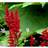 Astilbe Fanal Potteplante