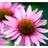 Echinacea Hybrid 'Little Magnus' Staude