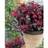 Thompson & Morgan Loropetalum Ever Red 9cm Potted Plant x 2