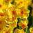Thompson & Morgan Daffodil 50 Bulbs - One Size