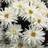 Thompson & Morgan Leucanthemum Crazy Daisy 6 Plug Plants
