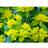 Euphorbia Polychroma Staude