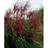 Miscanthus Sinensis 'Malepartus' Prydbusk