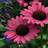 Thompson & Morgan Echinacea Purpurea Magnus 1 Litre Potted Plant x 1