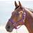 Shires Topaz Nylon Headcollar in Purple, Cob Charlies