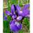 Iris Sibirica 'Heavenly Blue' Staude
