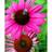 Echinacea Purpurea 'Rubinstern' Staude