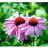 Echinacea Purpurea 'Prairie Splendor' Staude