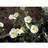 Helianthemum Hybrid 'The Bride' Staude
