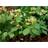 Epimedium Versicolor 'Sulphureum' Staude