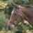 Velociti Gara Inhand Bridle - Black
