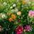 Bland Selv Frø Elegance Blomsterblanding Blomsterfrø