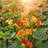 Bland Selv Frø Tropaeolum majus Tallerkensmækker Blomsterfrø