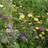 Bland Selv Frø High Blomsterblanding 3m² Blomsterfrø