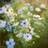 Bland Selv Frø Jomfru i det grønne Blomsterfrø