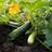 Bland Selv Frø Black Beauty Squash Grøntsagsfrø