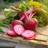 Bland Selv Frø Chioggia Rødbede Grøntsagsfrø