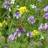 Bland Selv Frø Tübingen Blomsterblanding 2m² Blomsterfrø