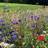 Bland Selv Frø Bee Mix Blomsterblanding 1m² Blomsterfrø