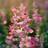 Bland Selv Frø Annual Clary Sage Salvia Viridis Blomsterfrø