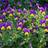 Bland Selv Frø Wild Pansy Stedmoderblomst Blomsterfrø