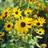 Bland Selv Frø Helianthus Debilis Solsikke Blomsterfrø