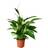 IKEA Spathiphyllum Krukväxt Fredskalla 17 cm