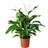 IKEA Spathiphyllum Krukväxt Fredskalla 24 cm