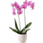 Interflora Rosa Orkidé i Kruka