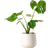 Interflora Monstera 50cm