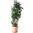 Interflora Nätaralia