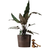 Interflora Papuasköld