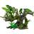 Aqua Della Flora Scape 10 Aquarium Root 41x23.5x31cm