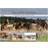 Calvendo Quarter Horses The Largest Studbook Breed in the World Desk Calendar 2025 A5