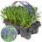 GardenersDream Lavender Angustifolia Garden Plants 6 Pack
