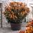 Thompson & Morgan Alstroemeria Indian Summer 50mm Plug x 2