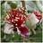 You Garden Pineapple Guava 3L Pot