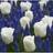 Thompson & Morgan Muscari Blue White Mix 30 Bulbs