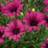 Thompson & Morgan Osteospermum Hardy Tresco Purple 9 cm Pink