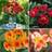 Thompson & Morgan Alstroemeria Summer Trio Collection 6 Plants