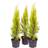You Garden Goldcrest Plant Pot 30 x 10.5 x 10.5 cm Set of 3