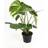 Monstera Deliciosa Potteplante